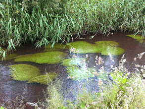 renaturierung-ingenieurbiologie-floratec-garten-landschaftsbau-1