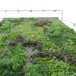 Fassadenbegruenung Dachbegruenung Dachgarten Galabau -Floratec - Garten und Landschaftsbau - Niedaltdorf